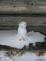 IMG_7724b